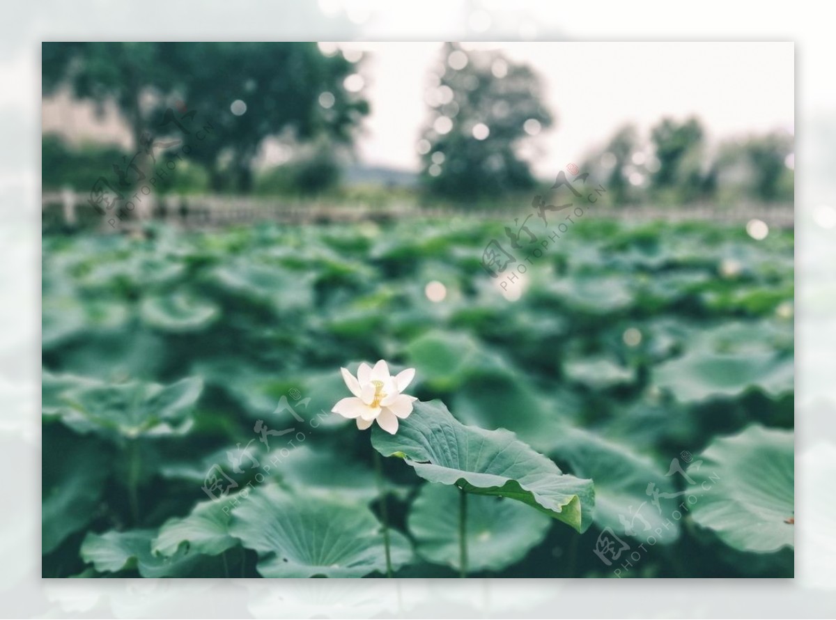 立夏荷花