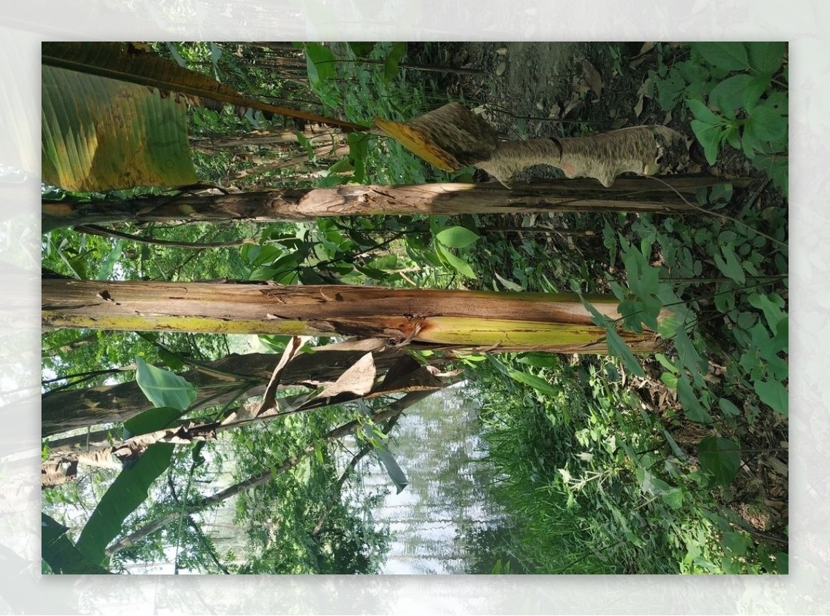 新津斑竹林芭蕉树