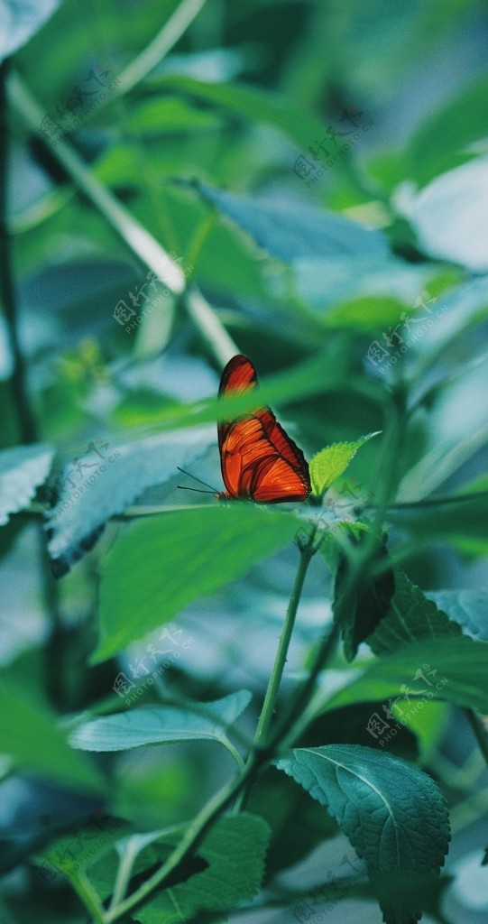 绿叶蝴蝶