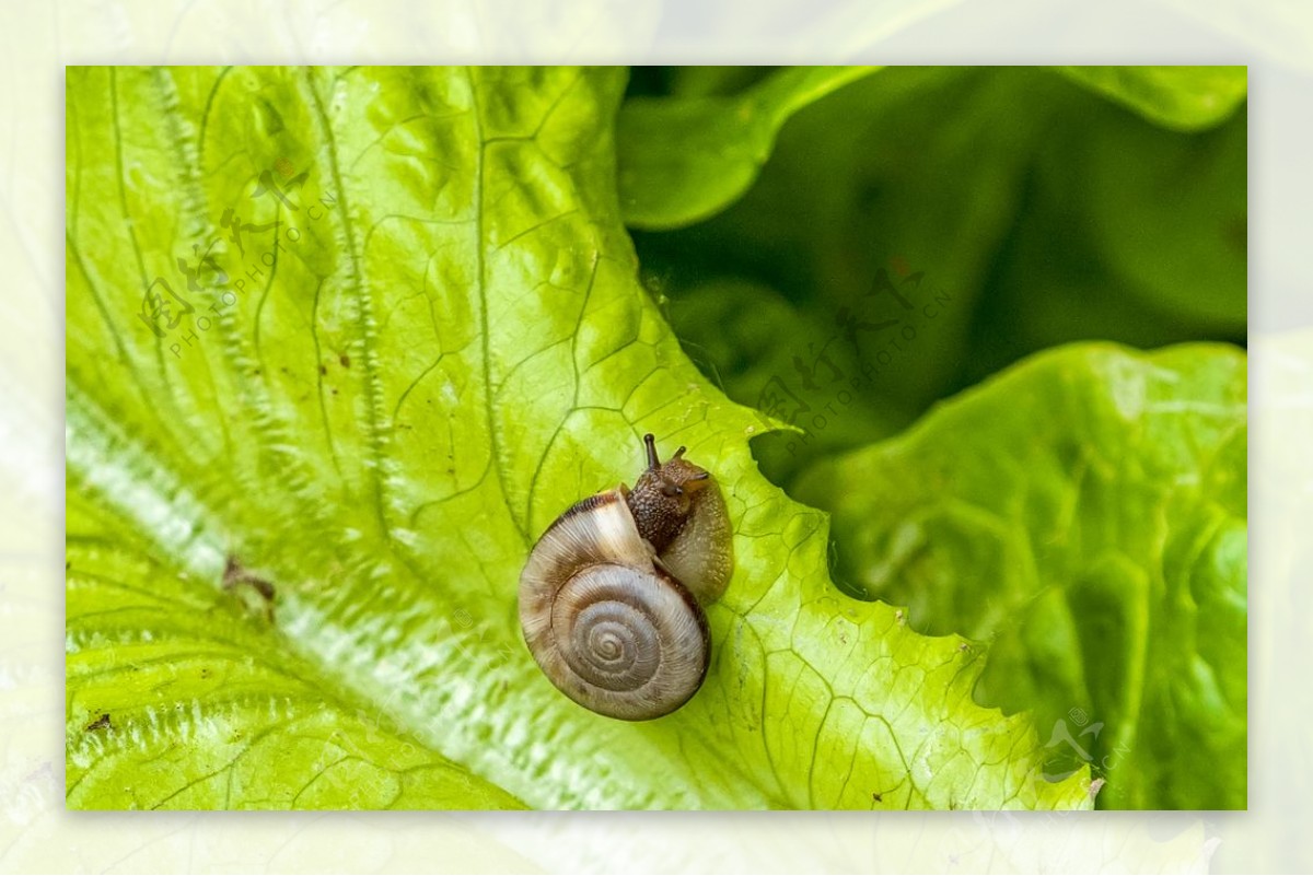 青菜地的蜗牛