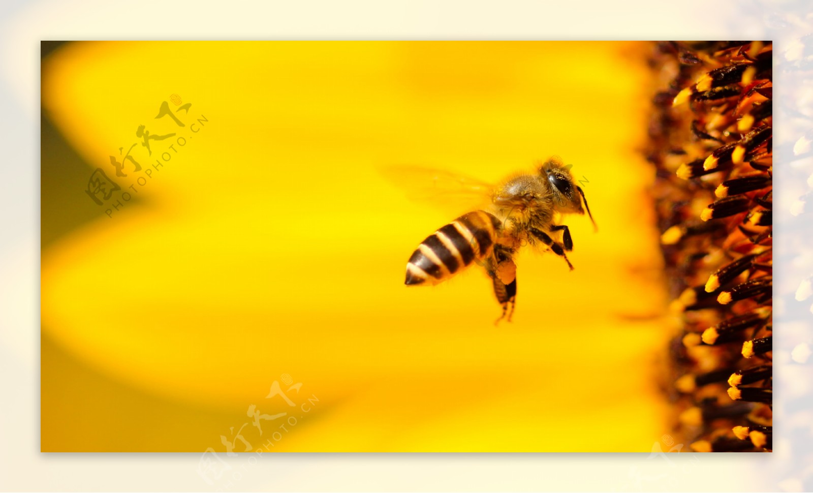 蜜蜂花间采蜜