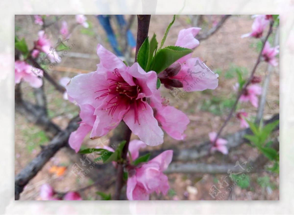 桃花