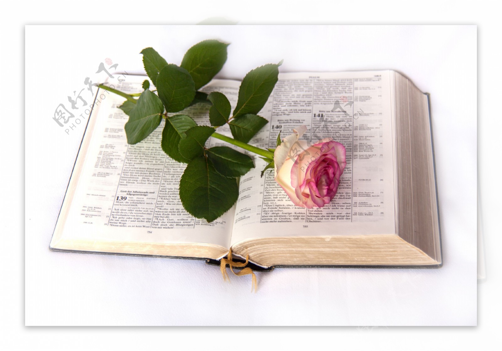 A Red Rose on an Open Book · Free Stock Photo