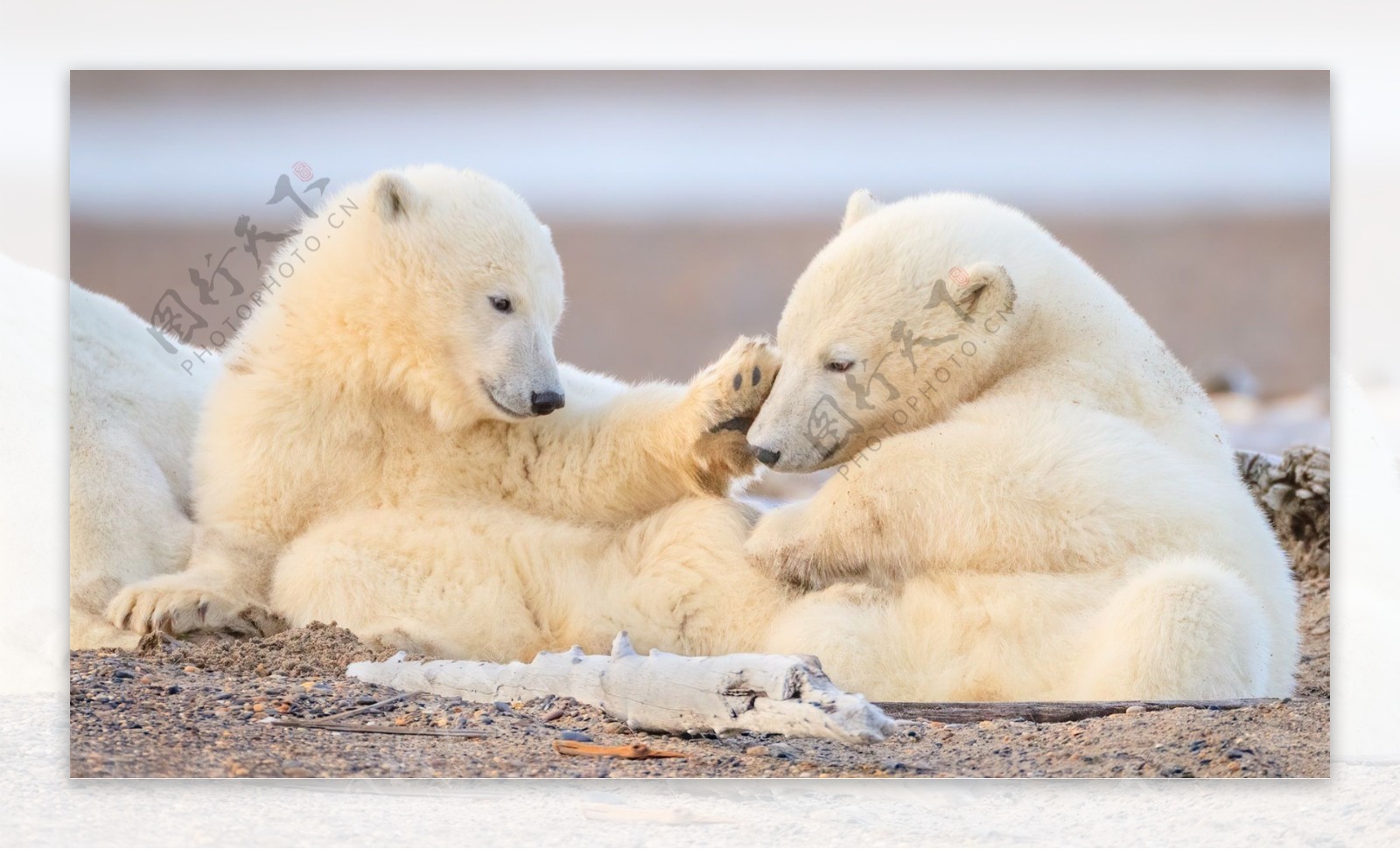 动物世界北极熊照片