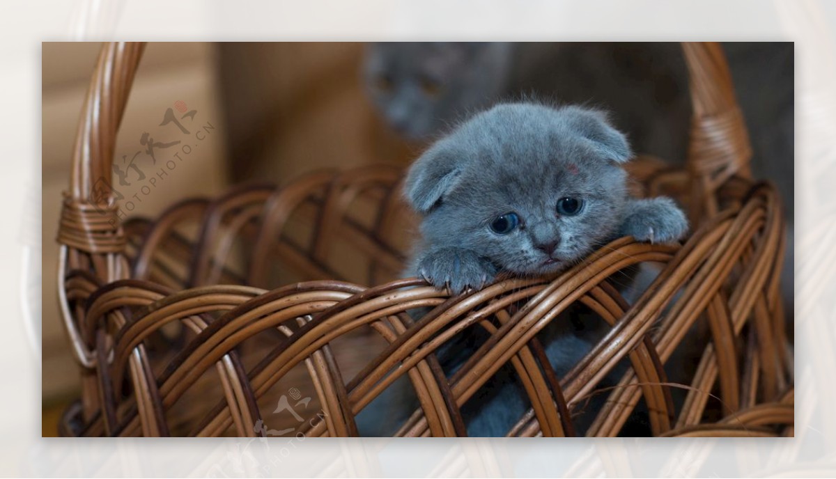 宠物动物合集呆萌小蓝猫