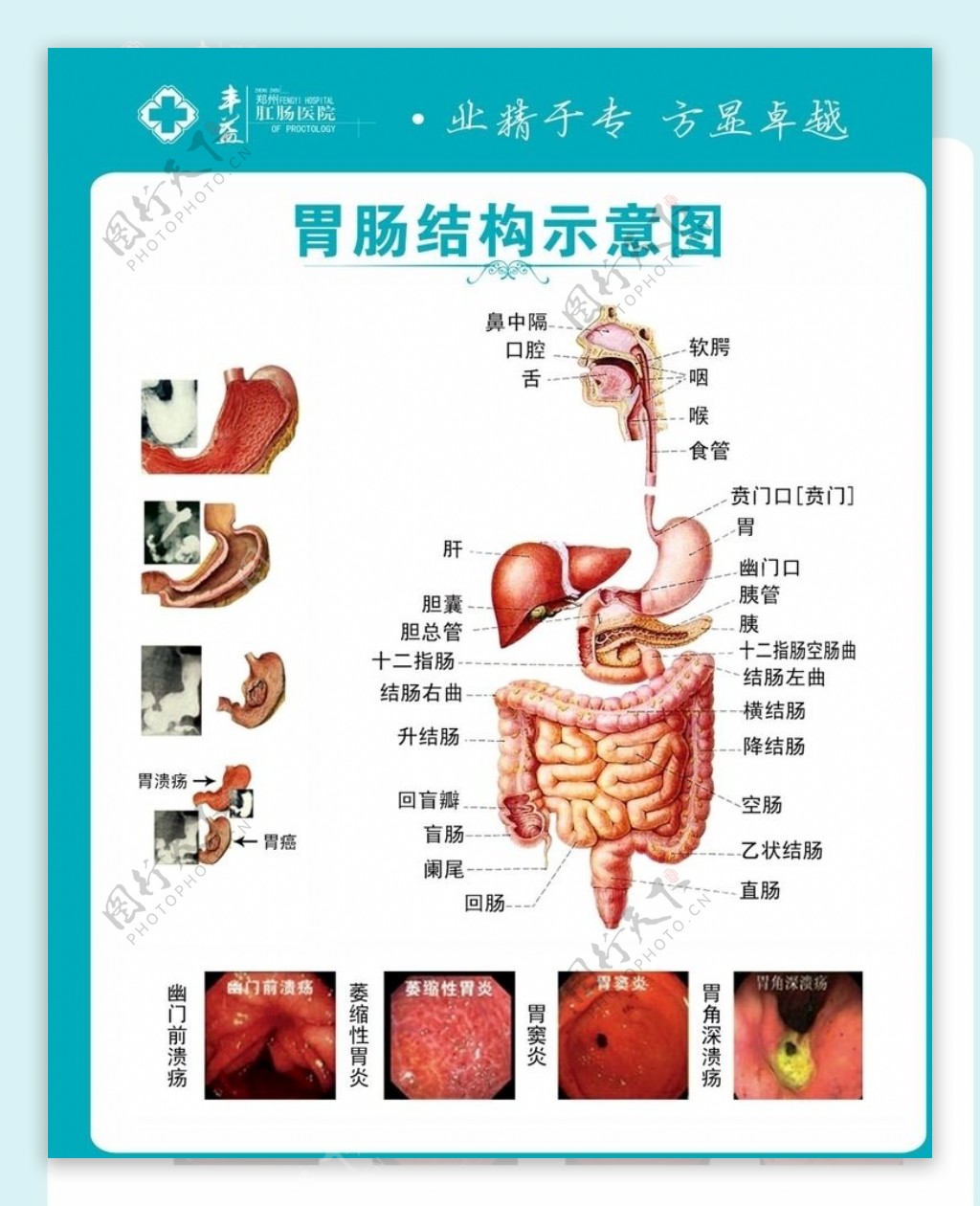 胃肠结构示意图
