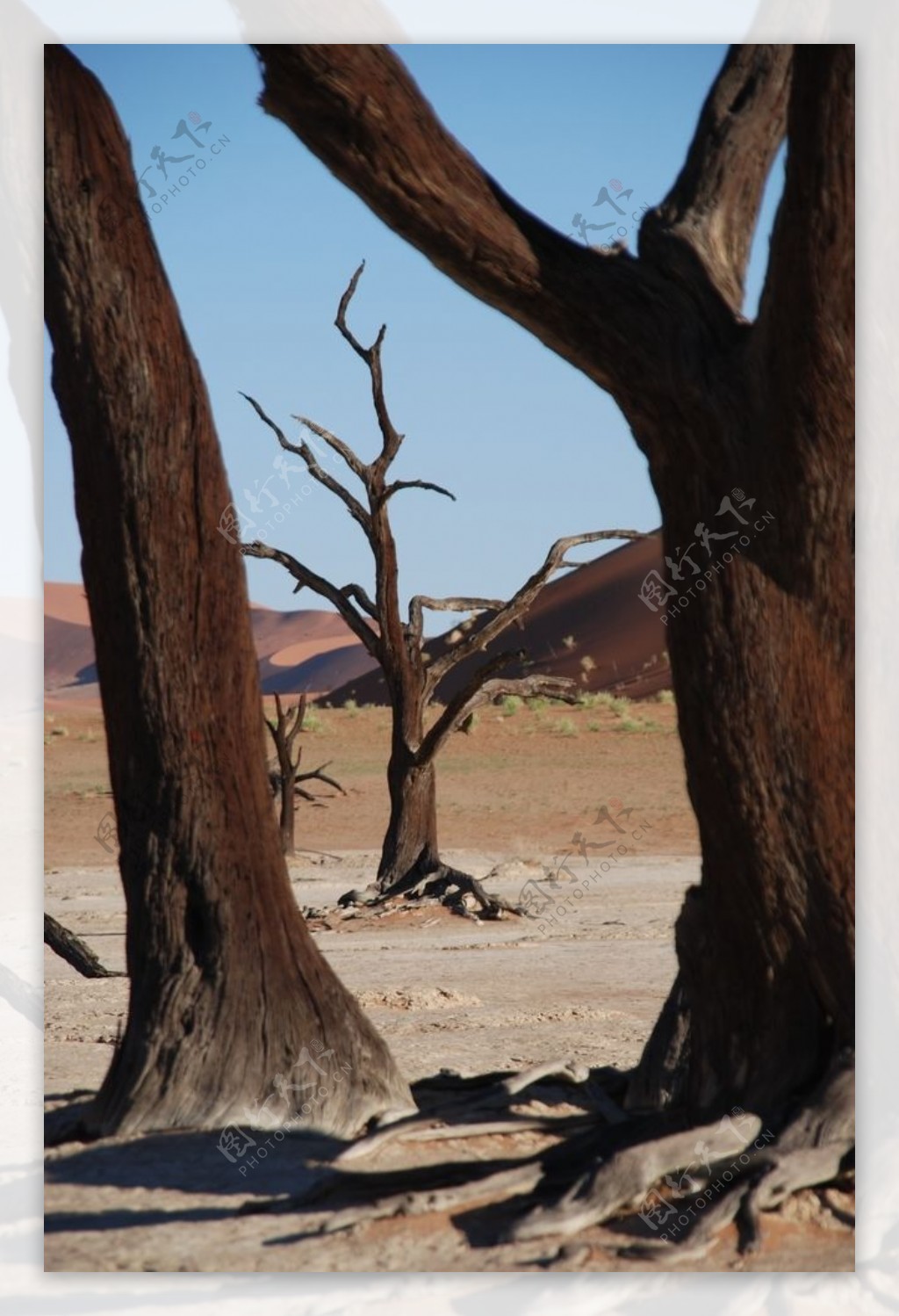 非洲草原树木干枯树根背景素材