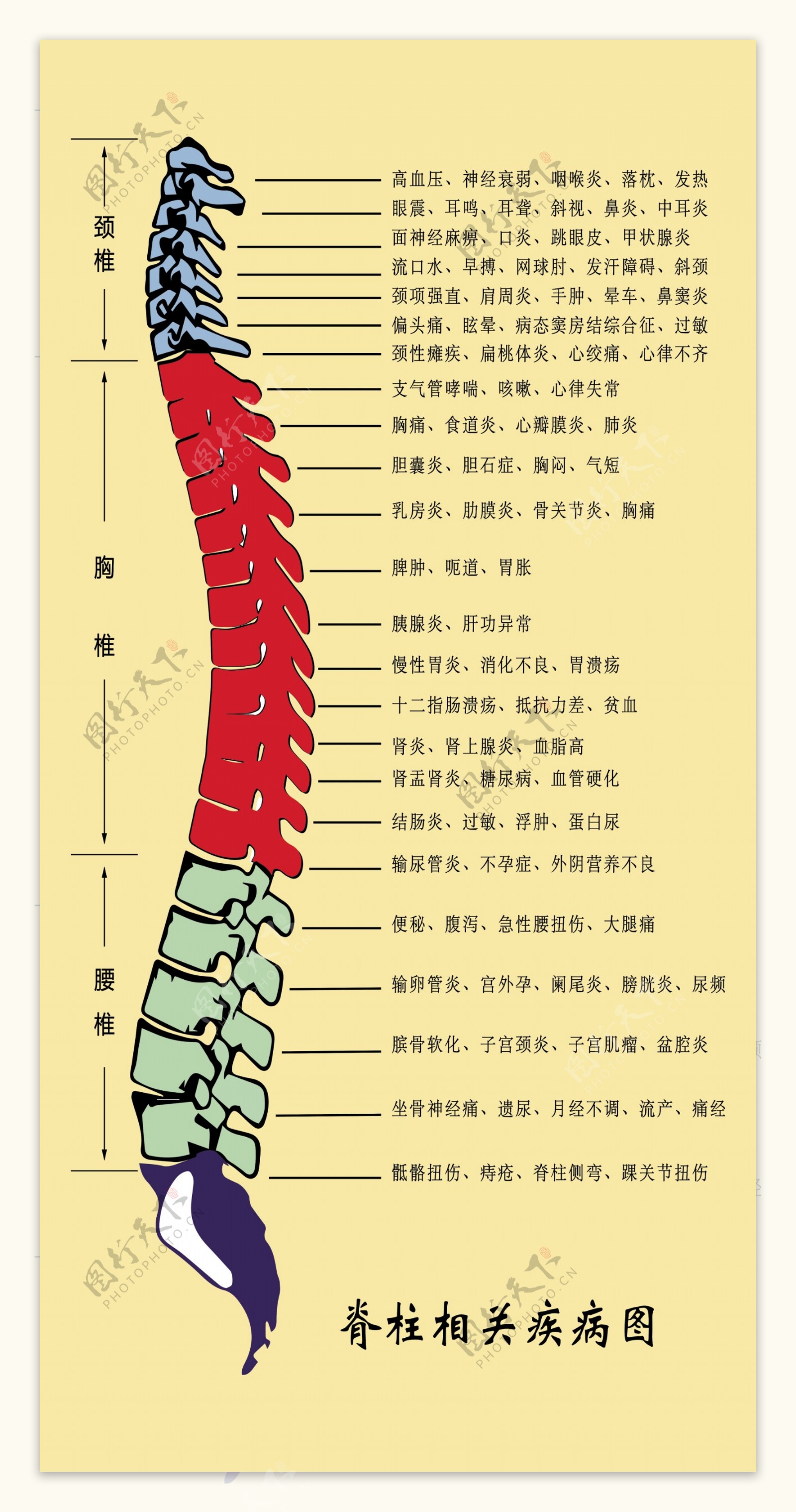 脊柱相关疾病图