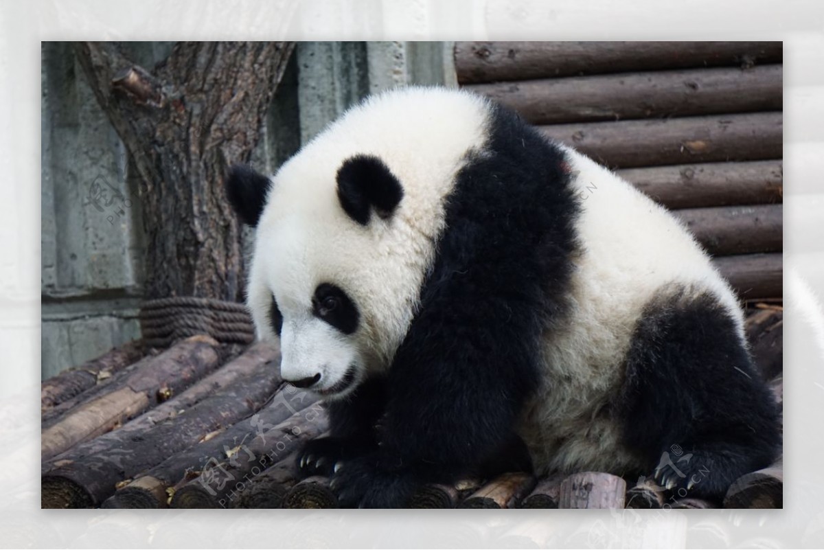 熊猫大熊猫可爱呆萌