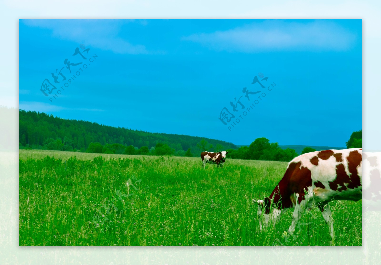 草原上的奶牛