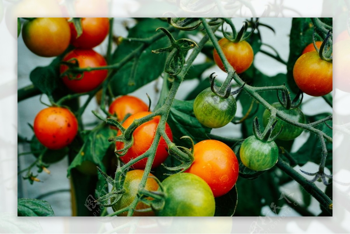番茄西红柿圣女果