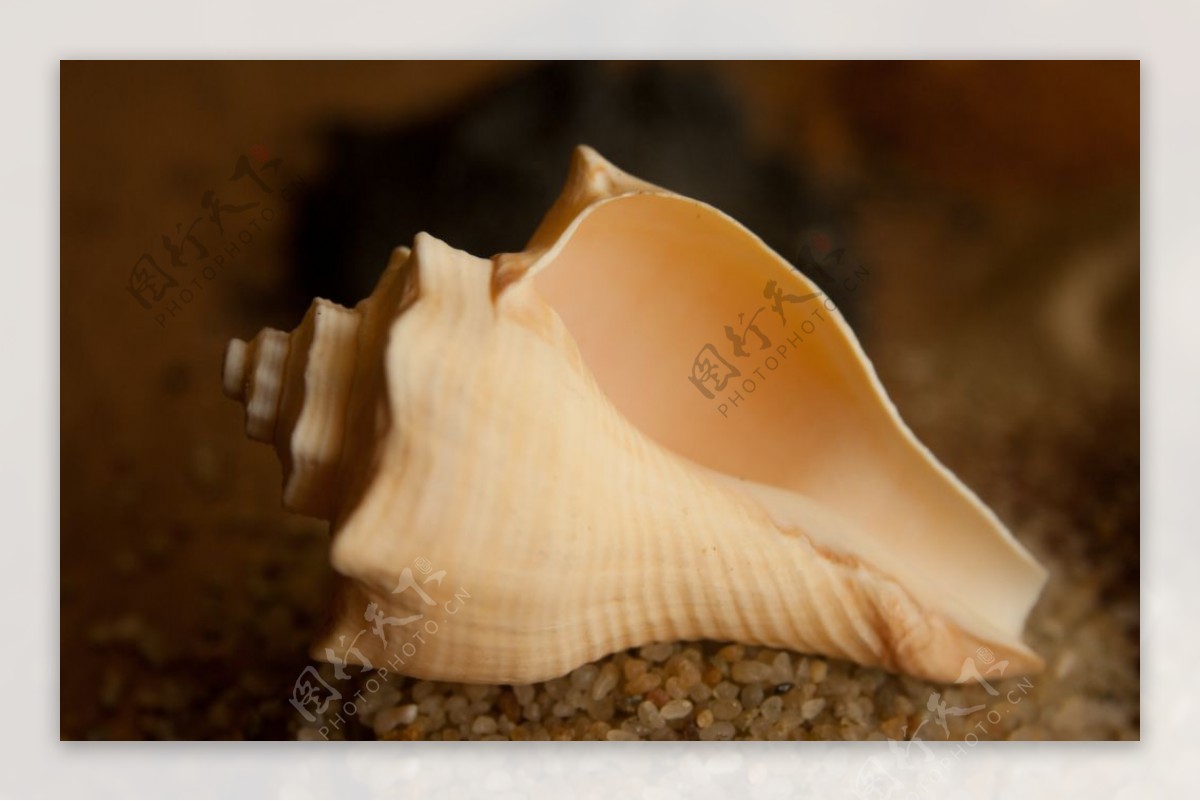 海螺贝壳唯美