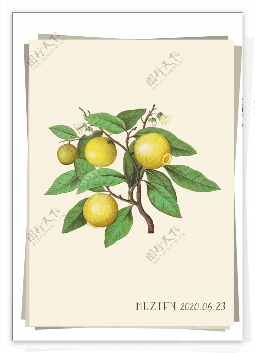 柠檬树水果图鉴