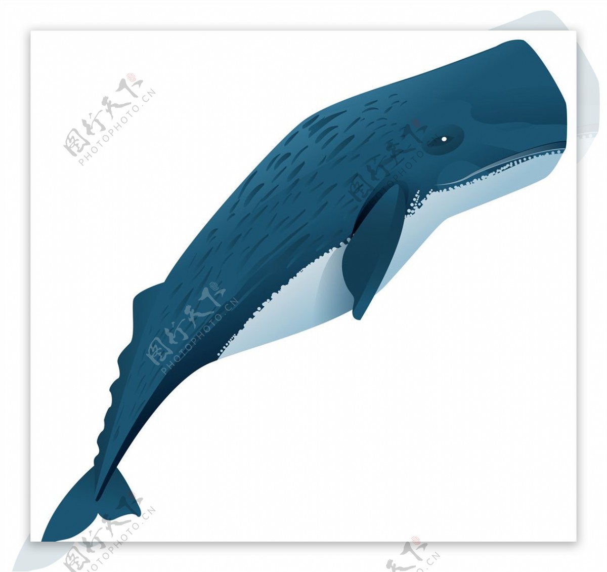 卡通鲸鱼图片素材-编号37796759-图行天下
