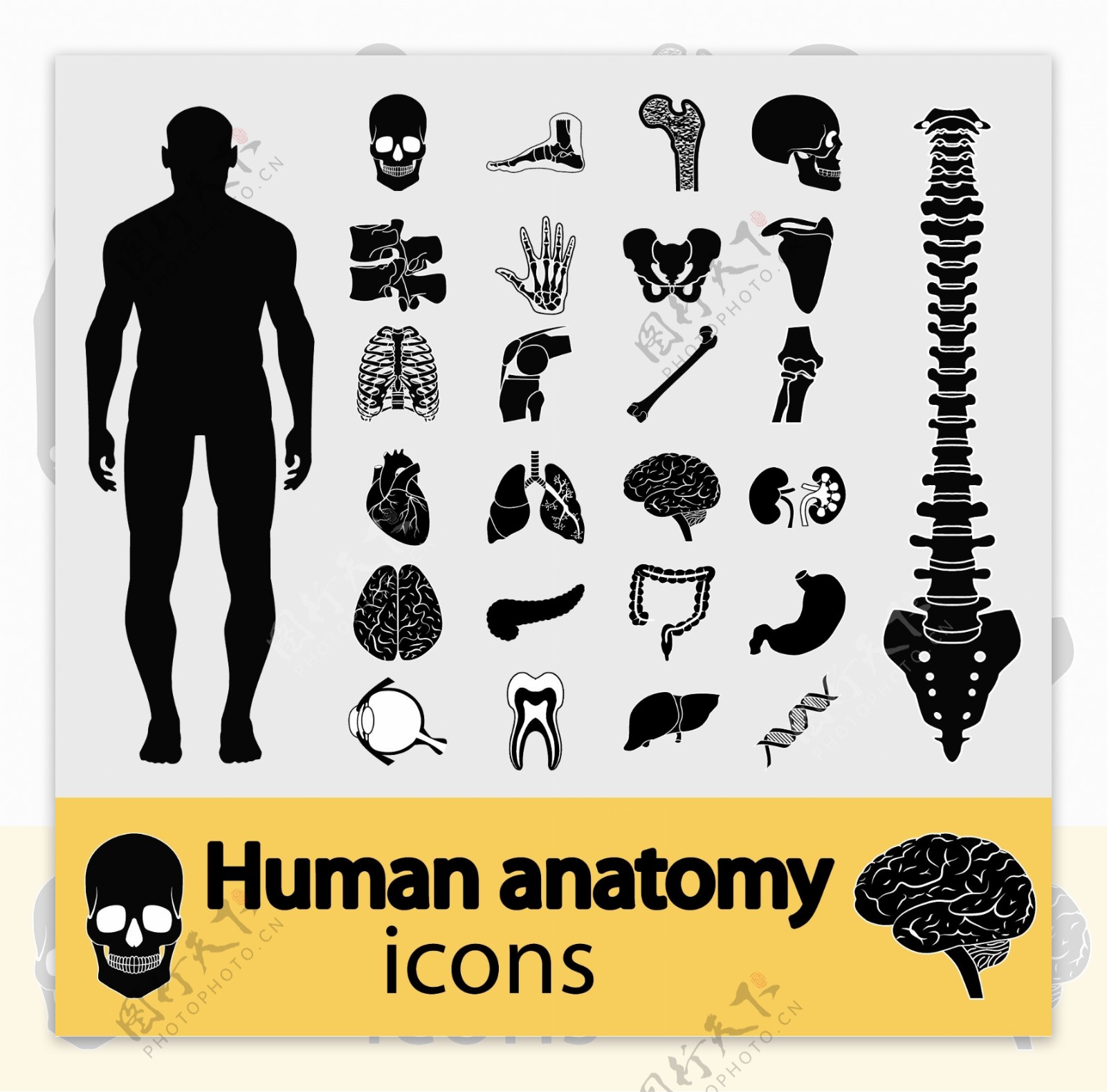人体解剖学