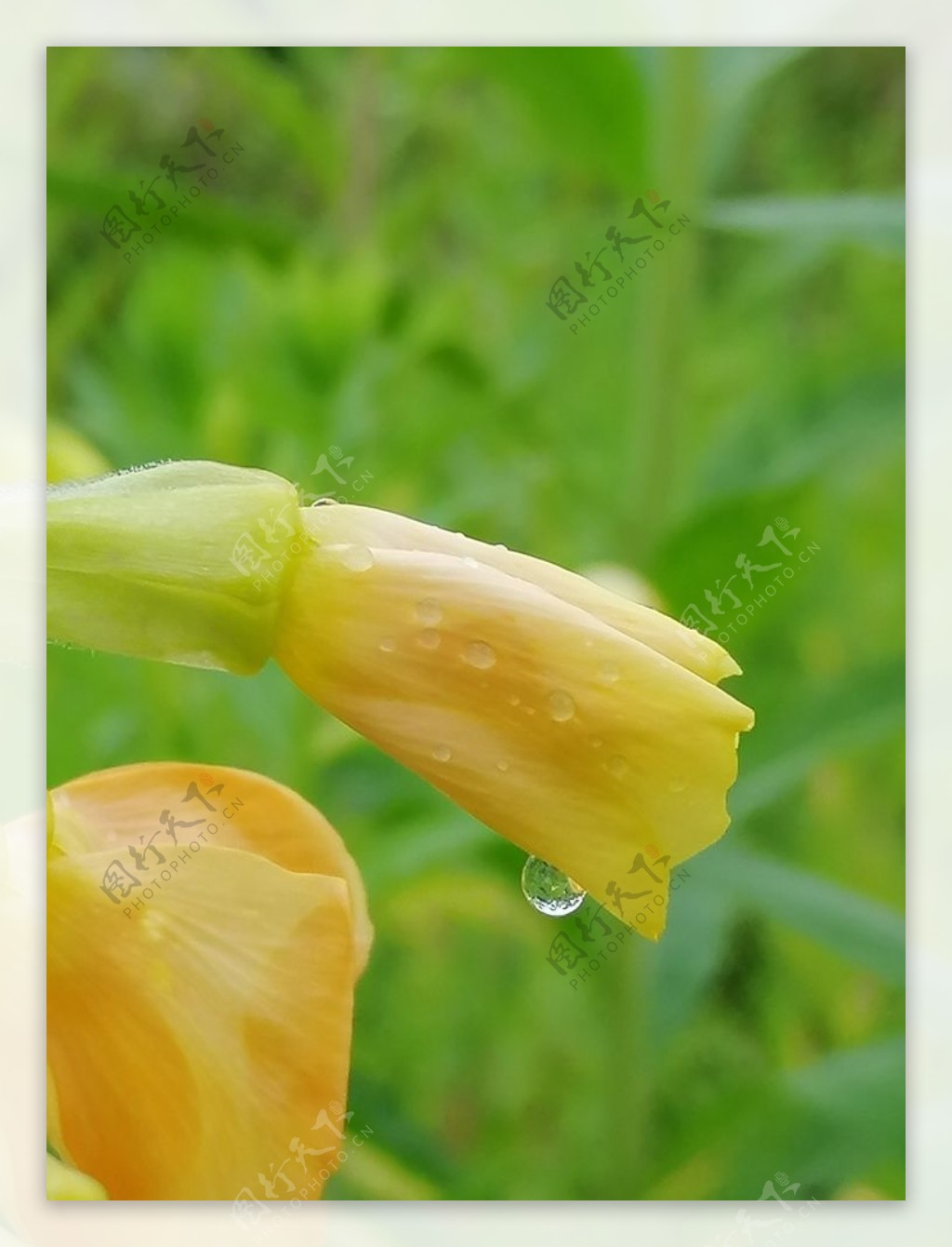 雨水