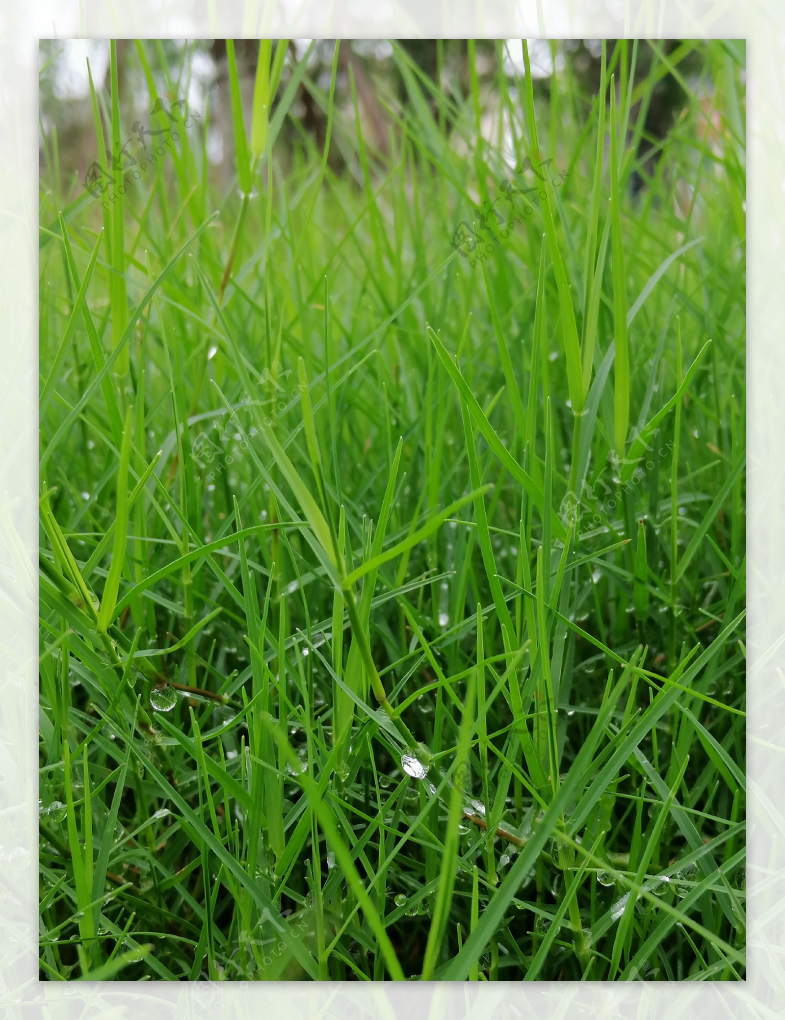 雨后草地