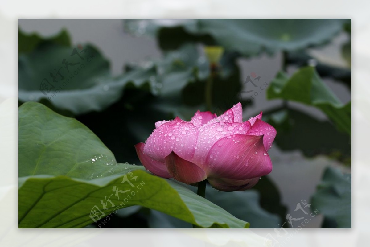 水芙蓉