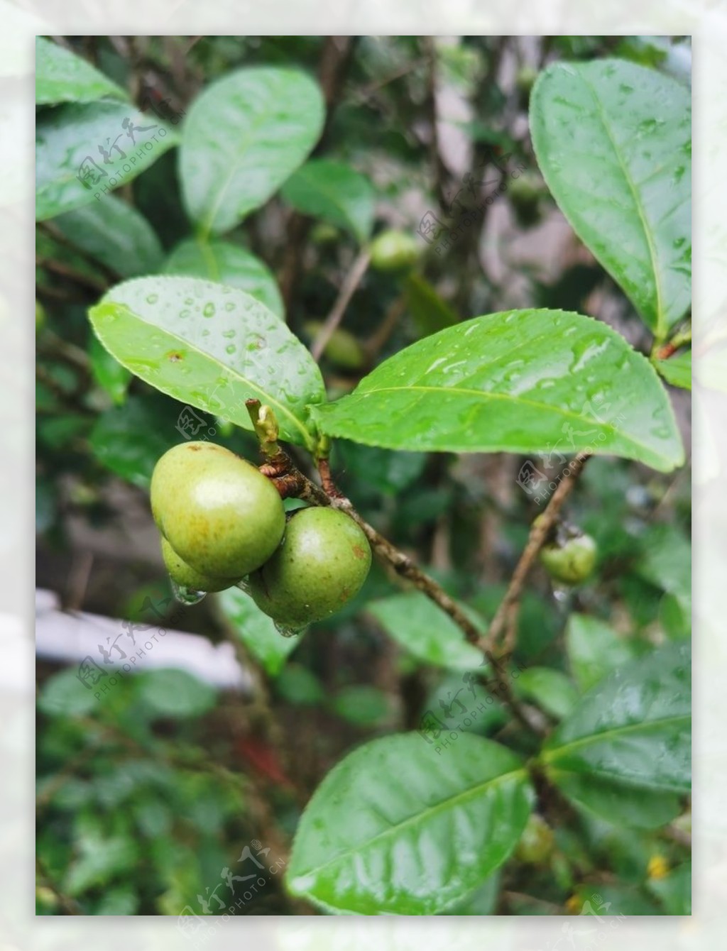 茶油果