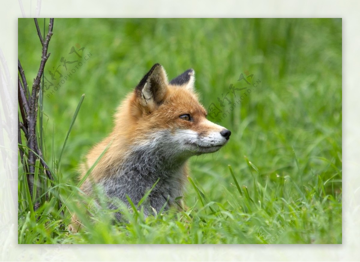 最珍贵的狐狸品种,最稀有的狐狸品种,狐狸品种大全及图片_大山谷图库