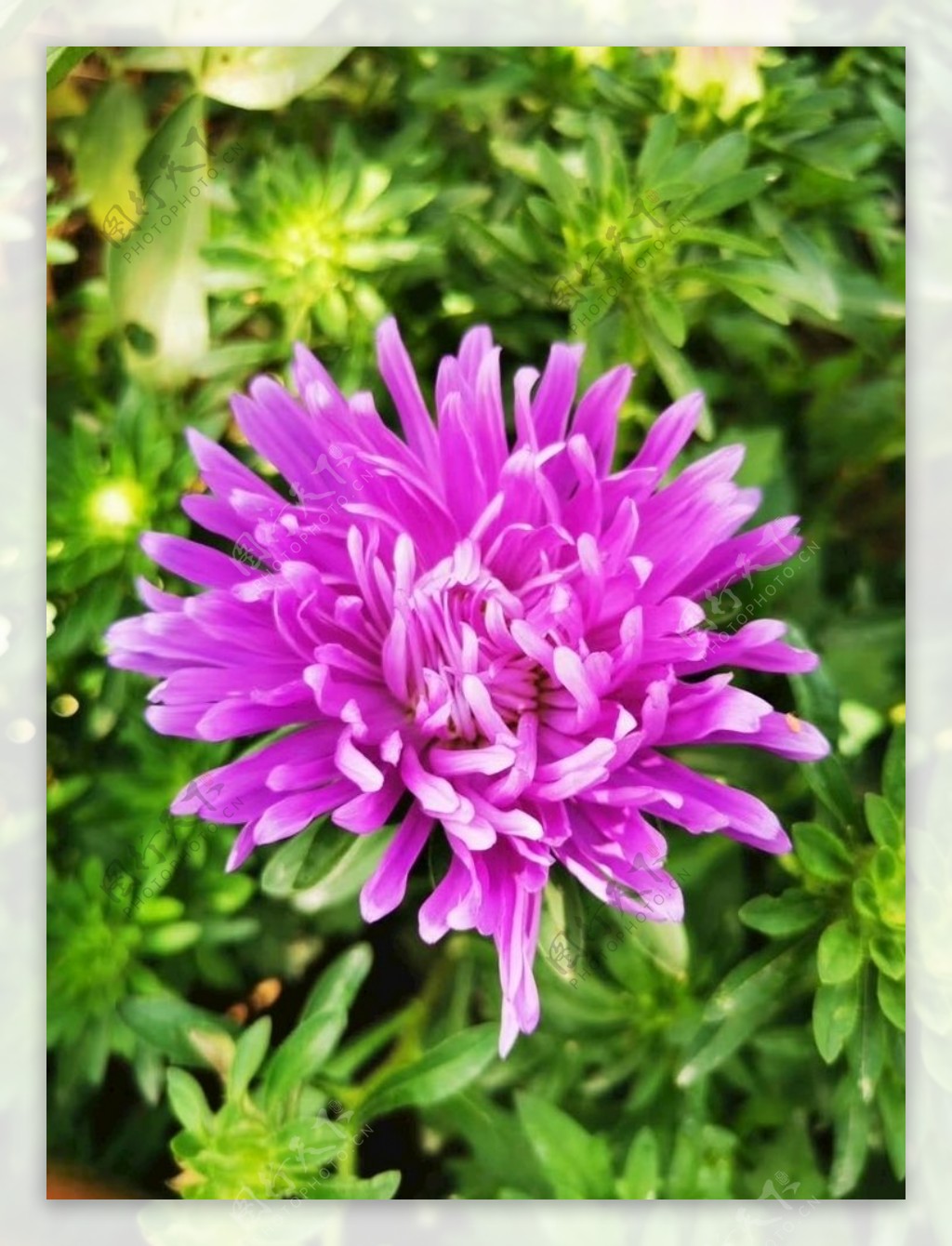 紫罗兰色的花朵-鲜花摄影宽屏壁纸预览 | 10wallpaper.com