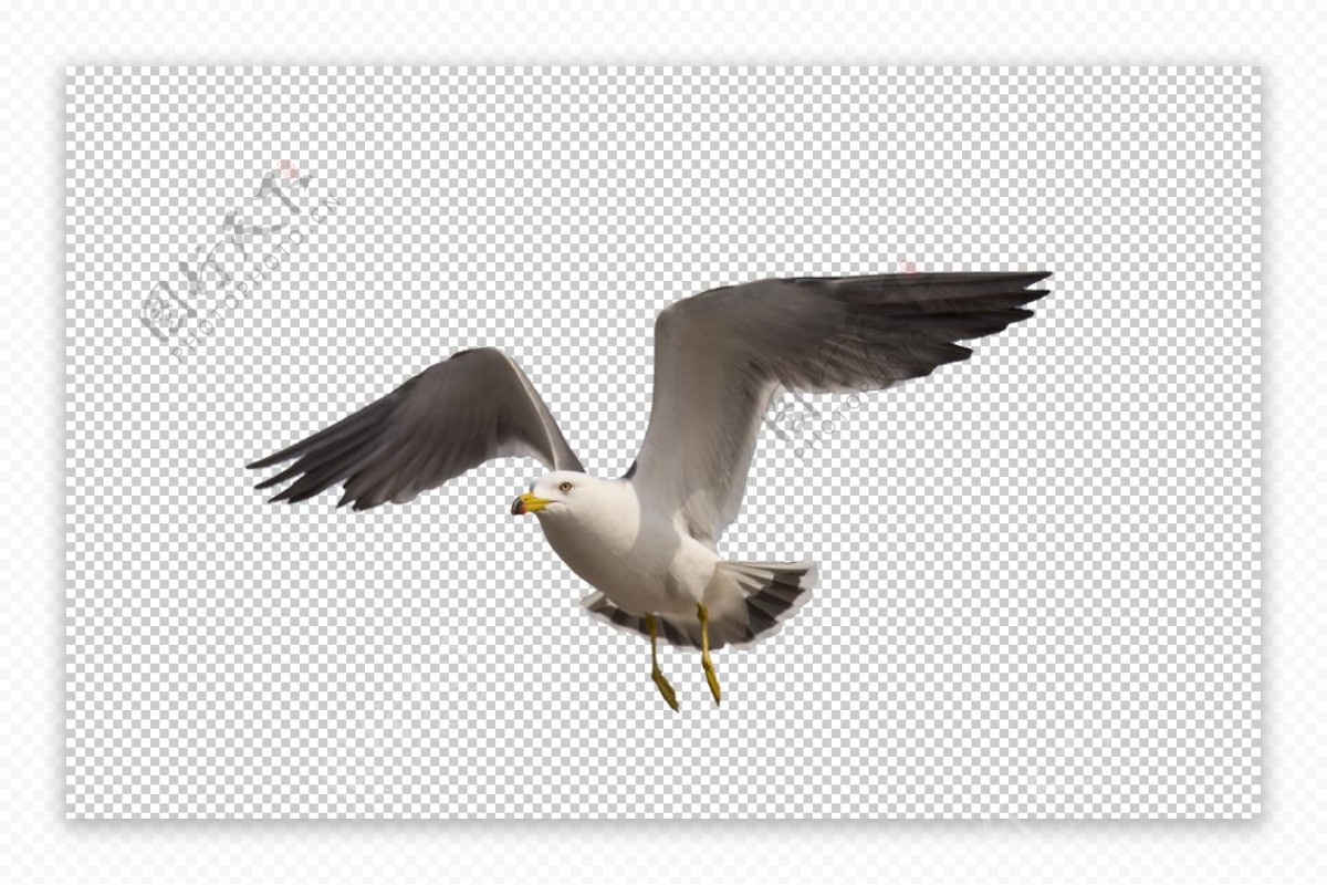 海鸥飞翔自然海报背景素材