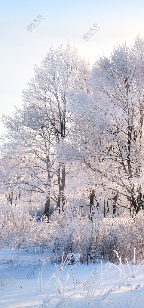 冬景