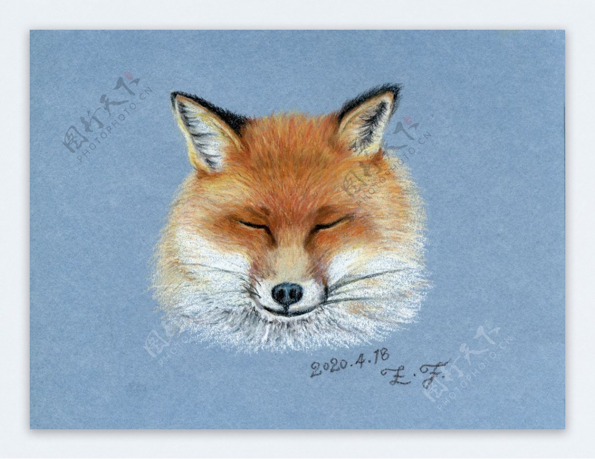彩铅手绘狐狸