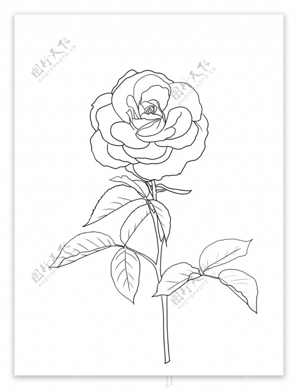 玫瑰花图片素材-编号02876946-图行天下