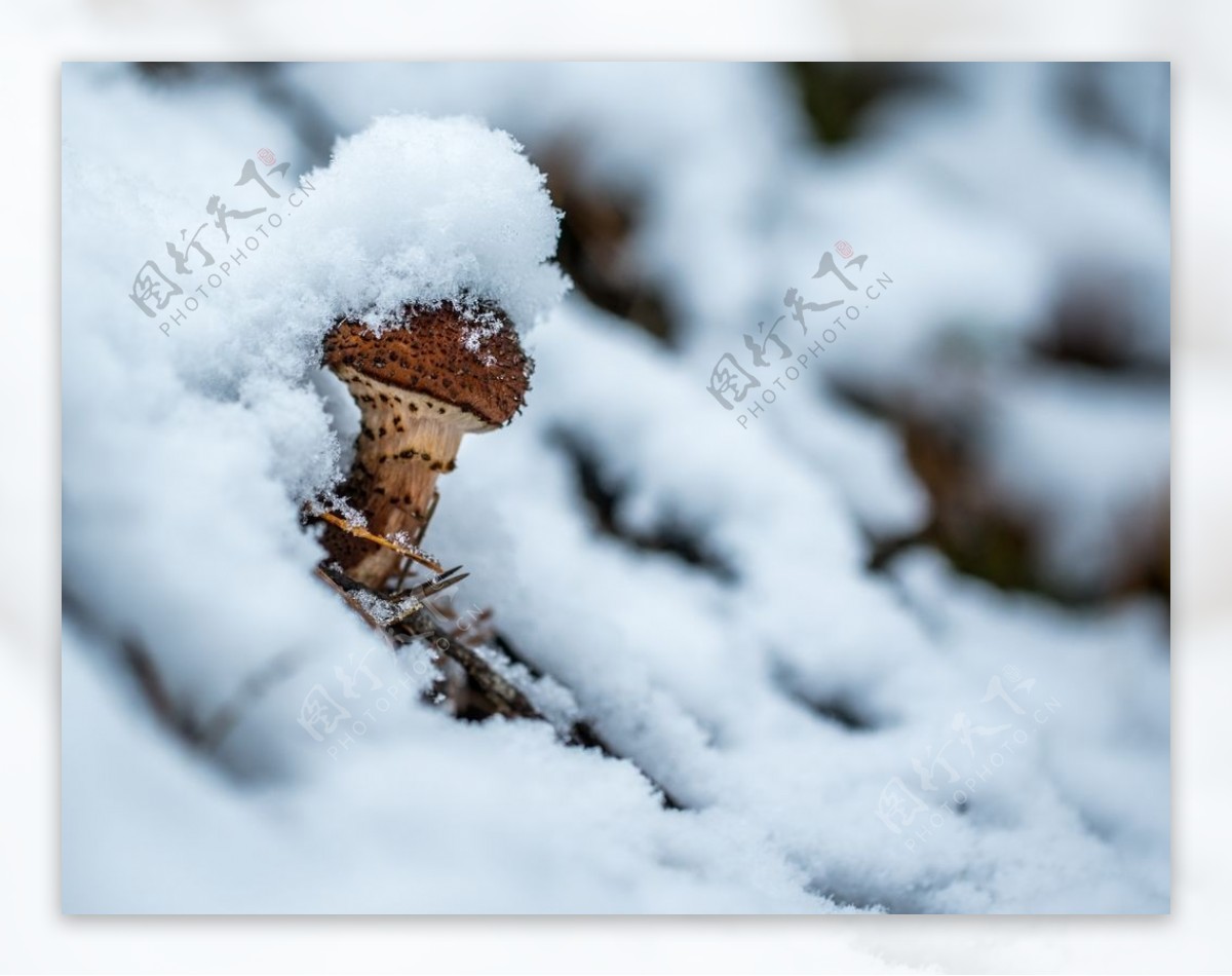 白雪蘑菇冬季自然生态背景素材