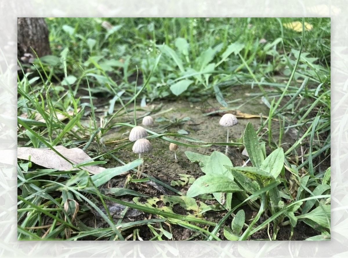 草丛里的小蘑菇