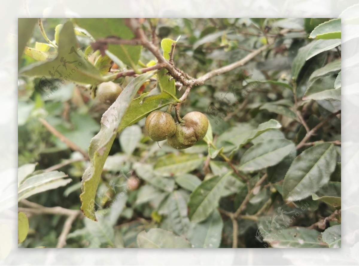 油茶果