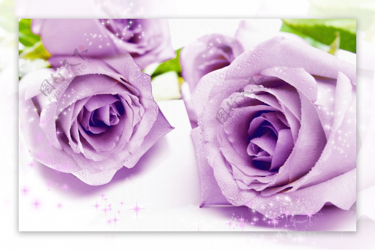 玫瑰花紫色玫瑰花