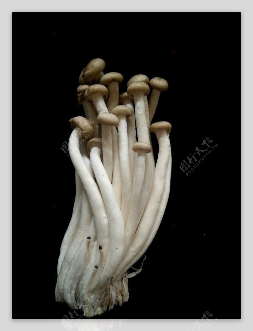 蘑菇蟹味菇食用菌菜品