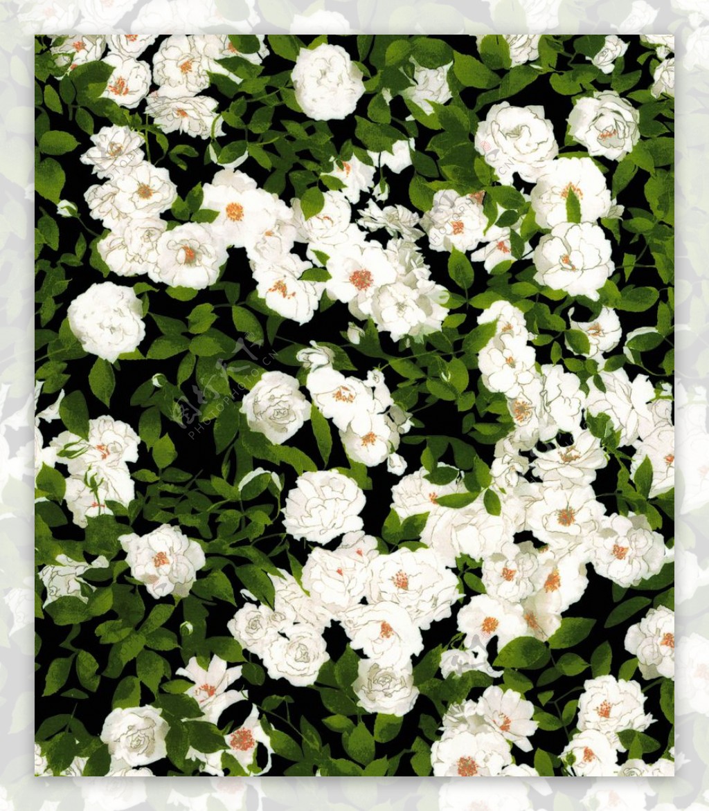 绿叶白花白色花