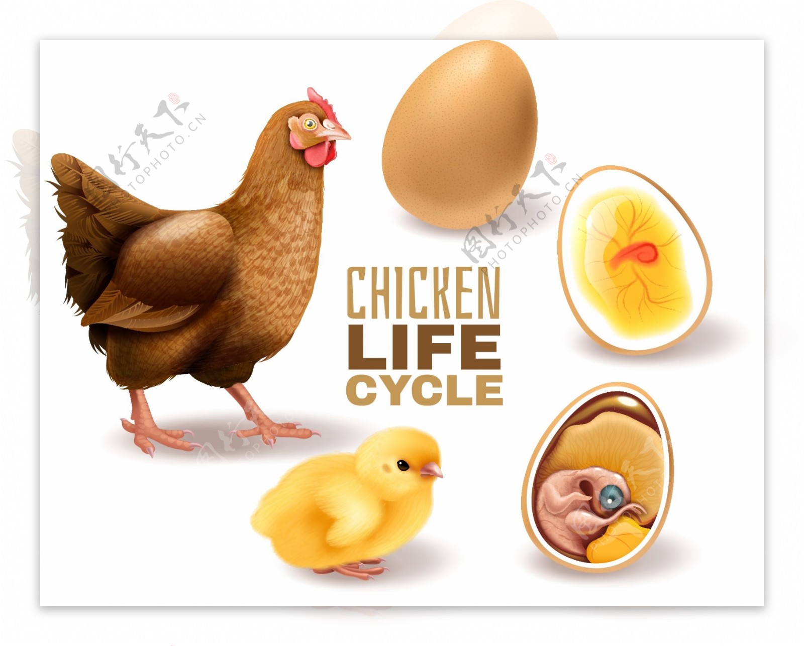 鸡蛋孵化小鸡过程图片