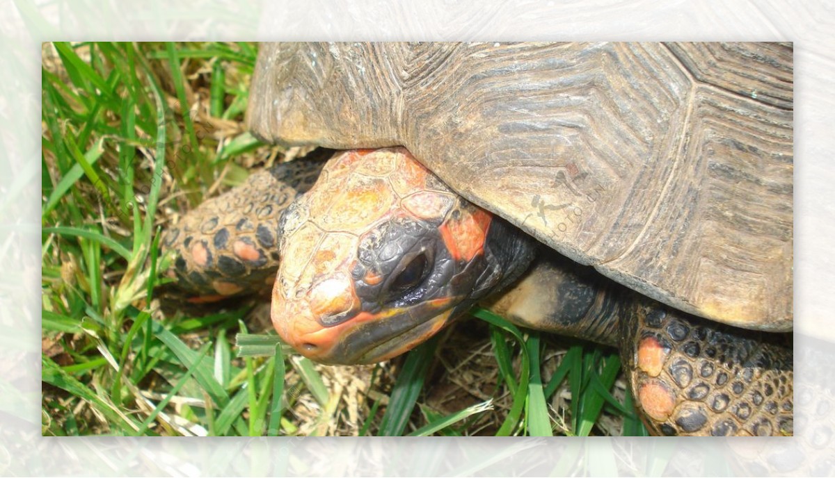 海龟乌龟自然生物生态素材