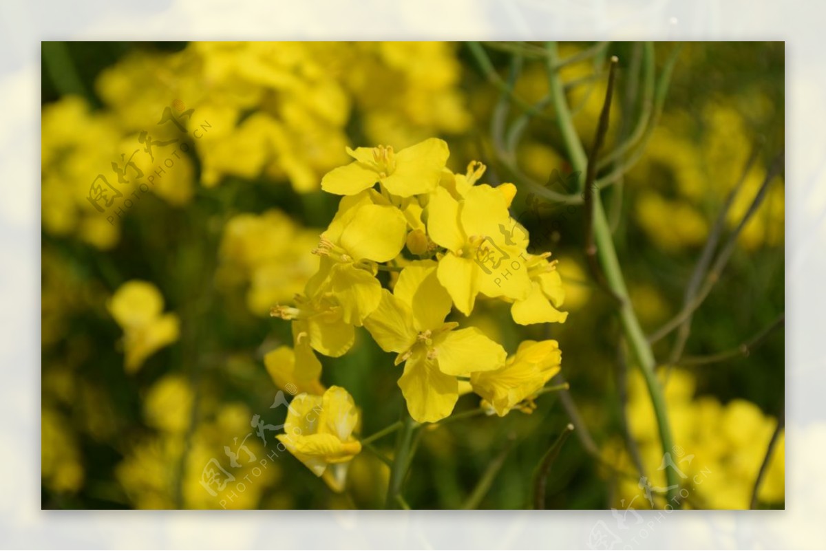 油菜花