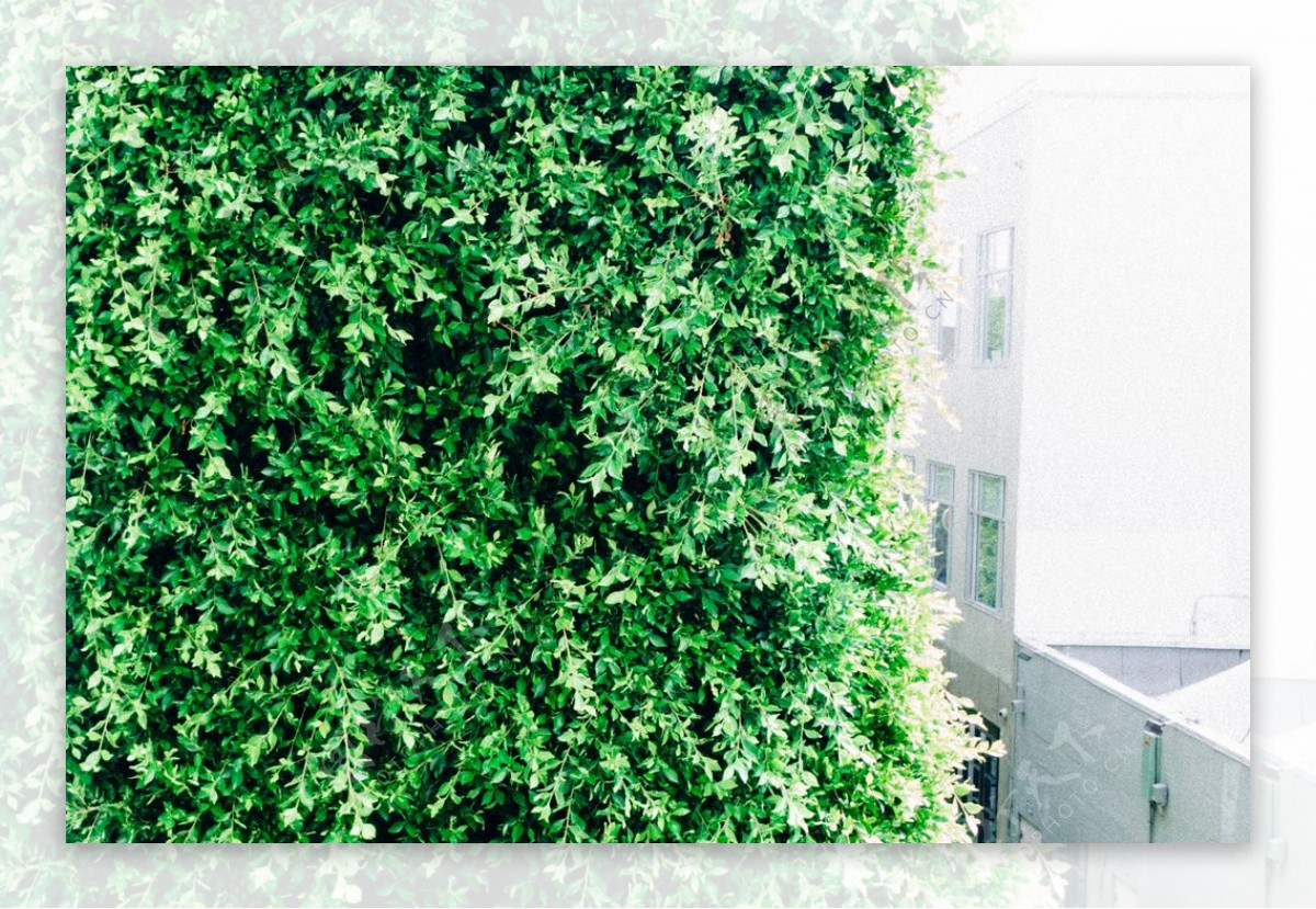 阳台植物绿色自然生态背景素材