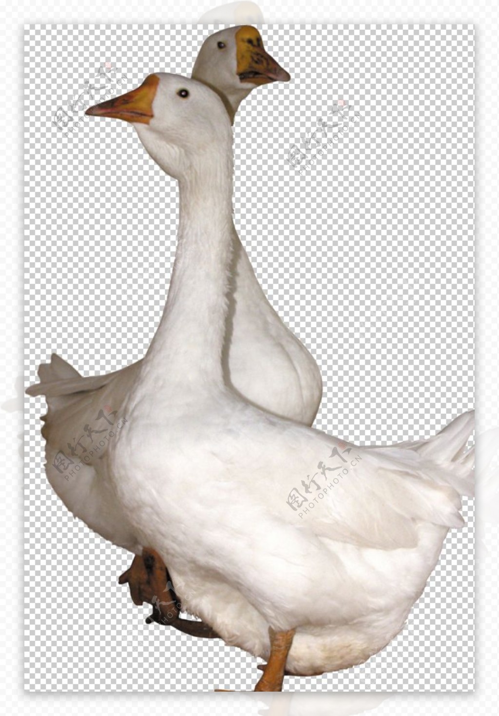 家禽动物鸭子图片