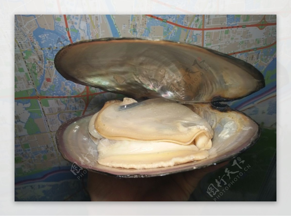 河蚌淡水鲜活 野生食用河蚌水产可观赏河蚌活体河蚌苗5斤包邮-阿里巴巴