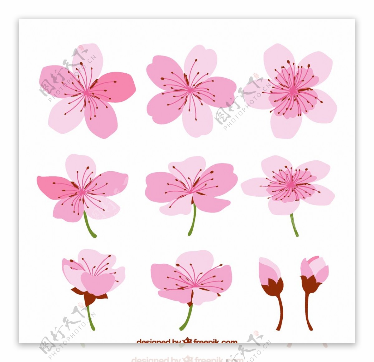 彩绘粉色樱花图片