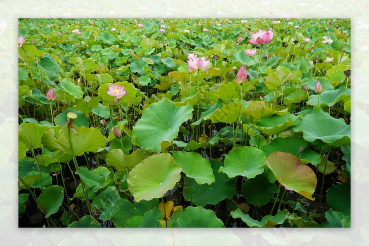 荷花满池图片