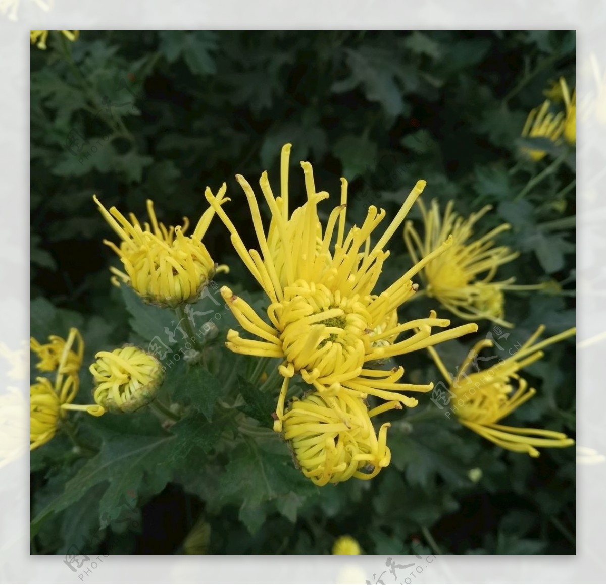 黄色菊花花卉图片