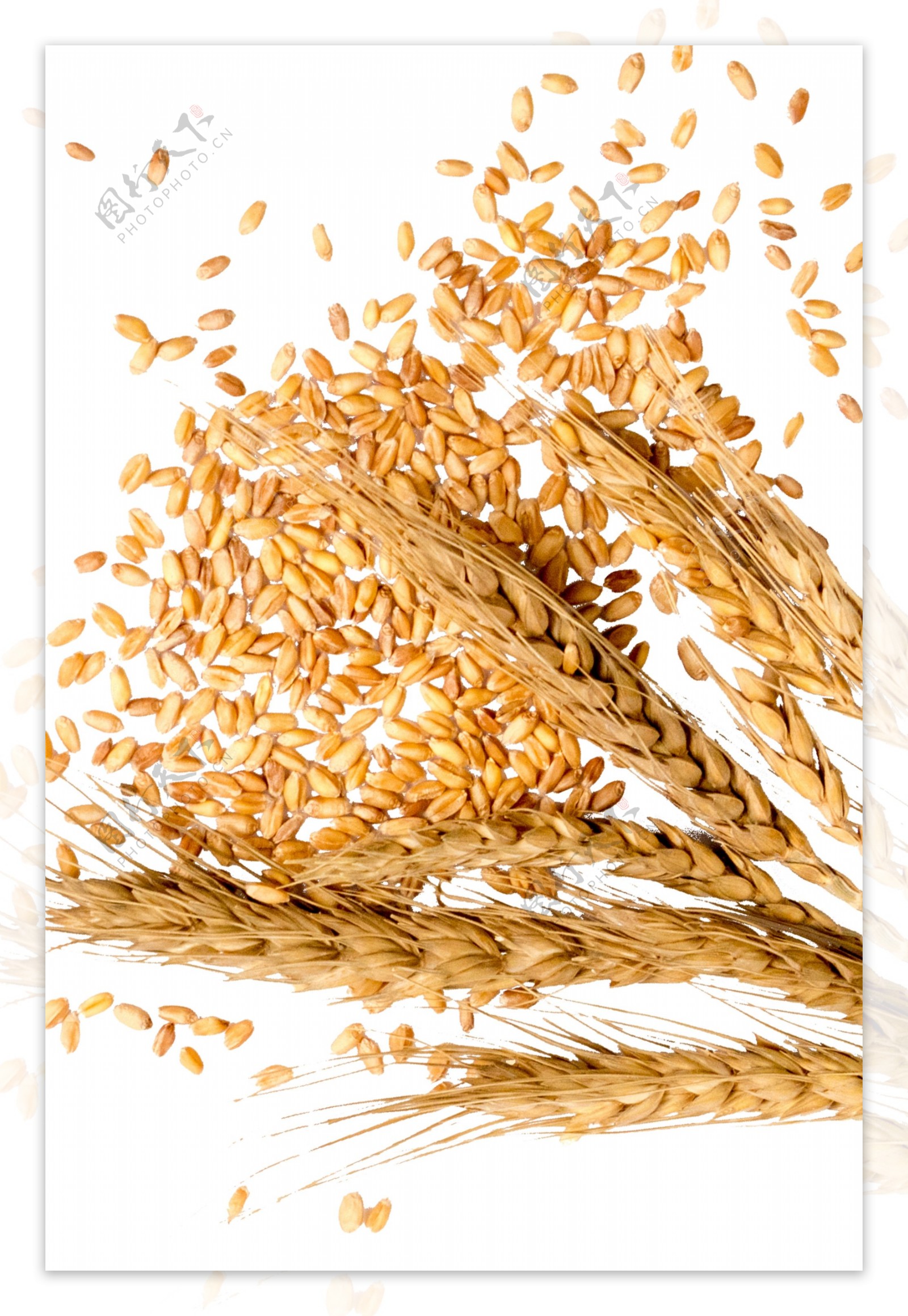麦穗麦粒图片