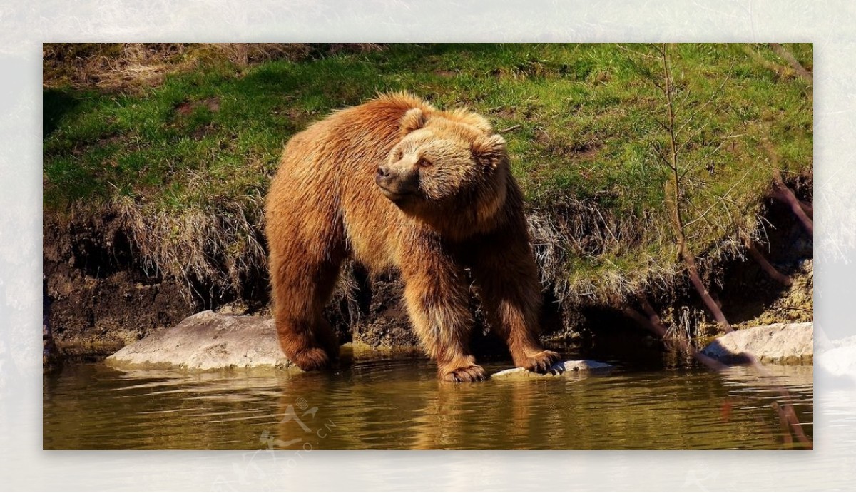 凶猛的棕熊图片