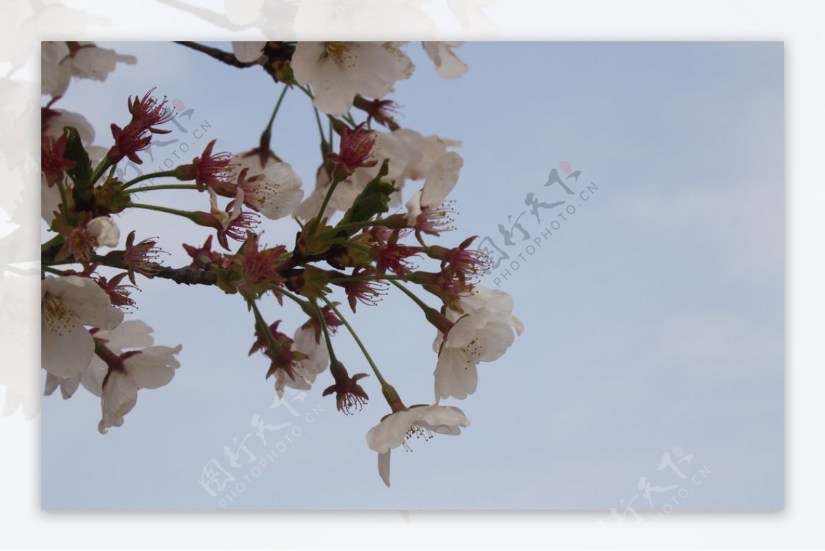 樱花二月的风图片