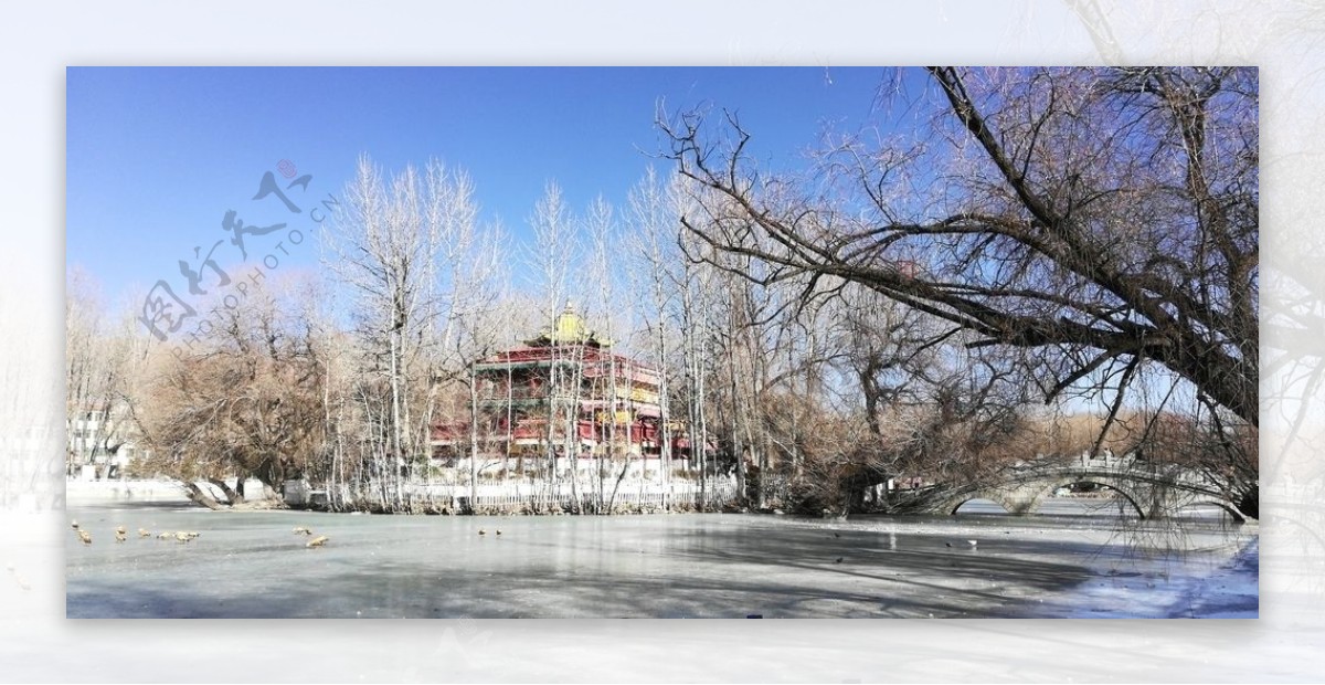 古树湖泊冬天风景图片