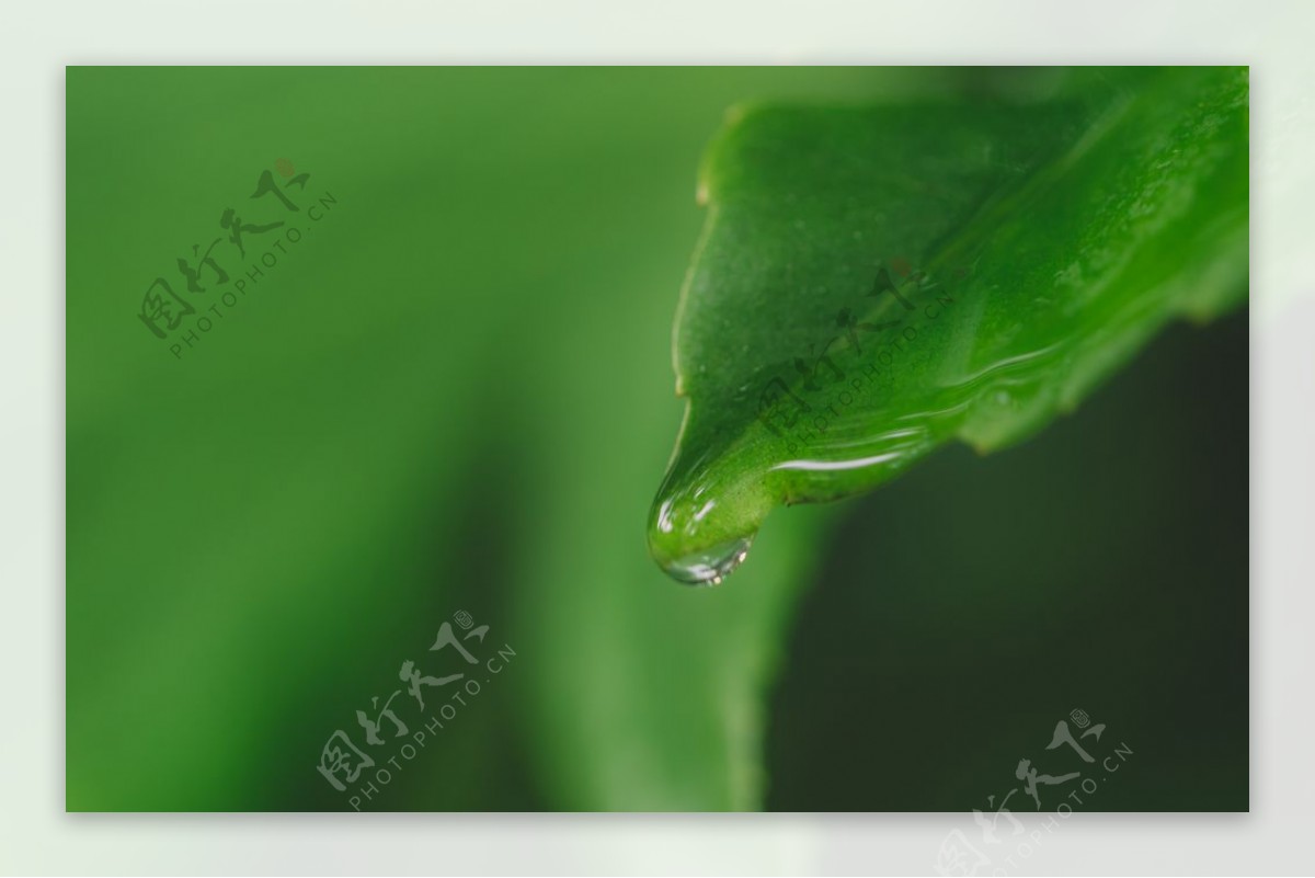 水滴绿色清新叶片叶子图片