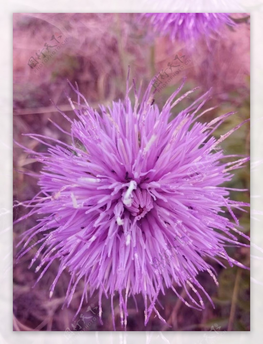 荆棘花粉色野花药材植物图片